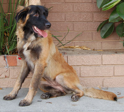 Leonberger x hot sale german shepherd